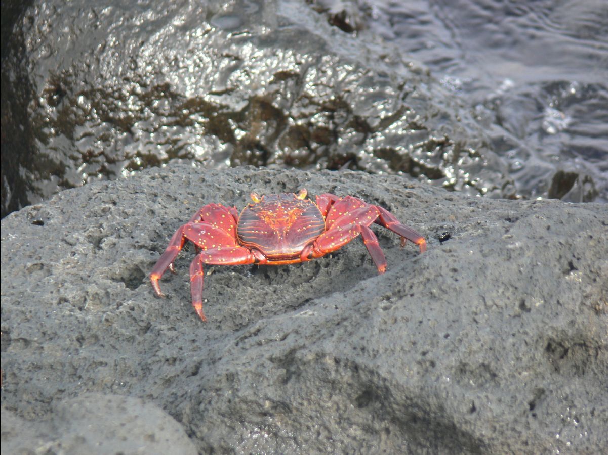 Sally lightfooted crab113